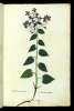  Fol. 225 

Mundeides poa porfyranthes
Lunaria alia purpurea
